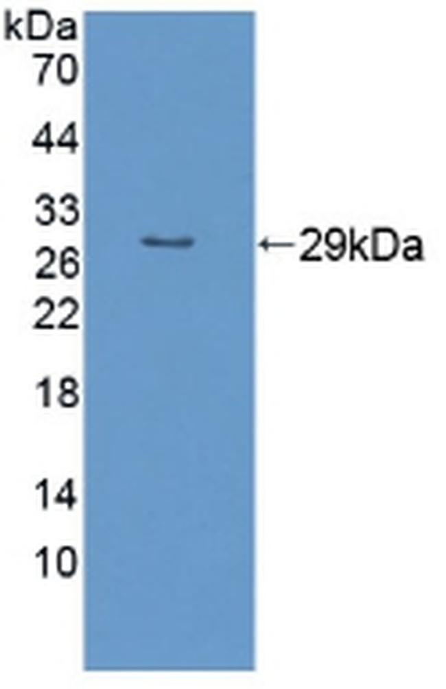 RND1 Antibody in Western Blot (WB)