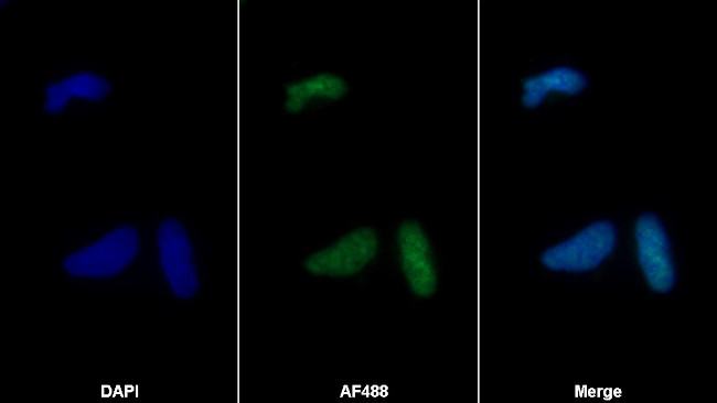 RNASE7 Antibody in Immunocytochemistry (ICC/IF)