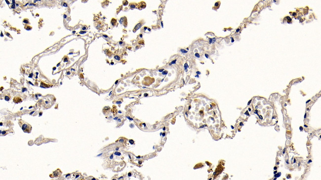 PGRP-S Antibody in Immunohistochemistry (Paraffin) (IHC (P))