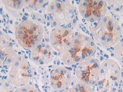 MUC3B Antibody in Immunohistochemistry (Paraffin) (IHC (P))