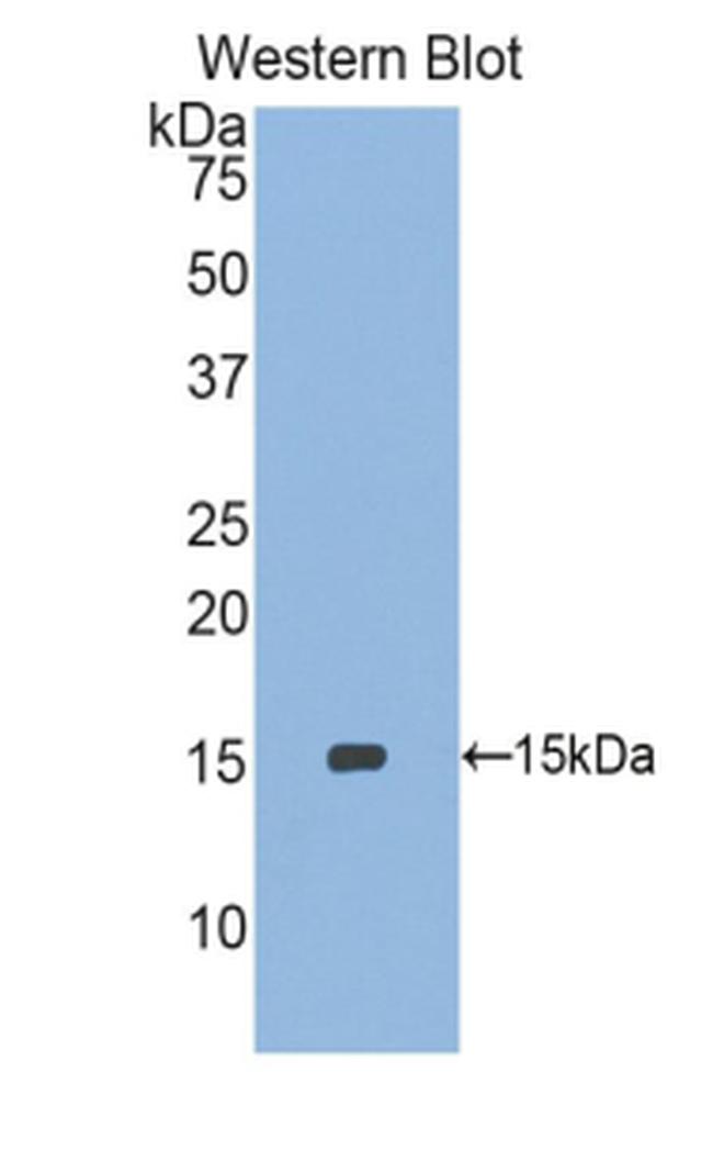 MSRB1 Antibody in Western Blot (WB)