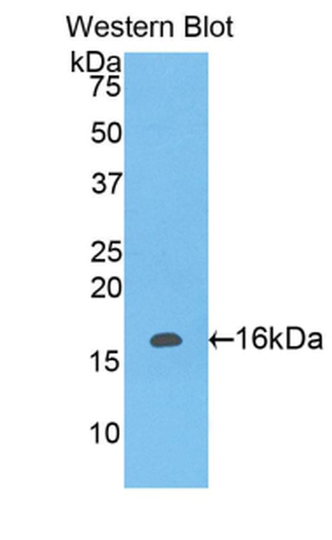 LAIR2 Antibody in Western Blot (WB)