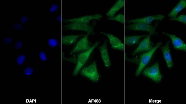 HSPB3 Antibody in Immunocytochemistry (ICC/IF)