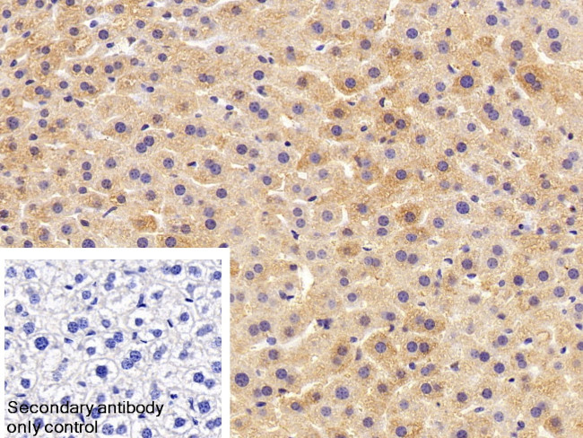 HPR Antibody in Immunohistochemistry (Paraffin) (IHC (P))