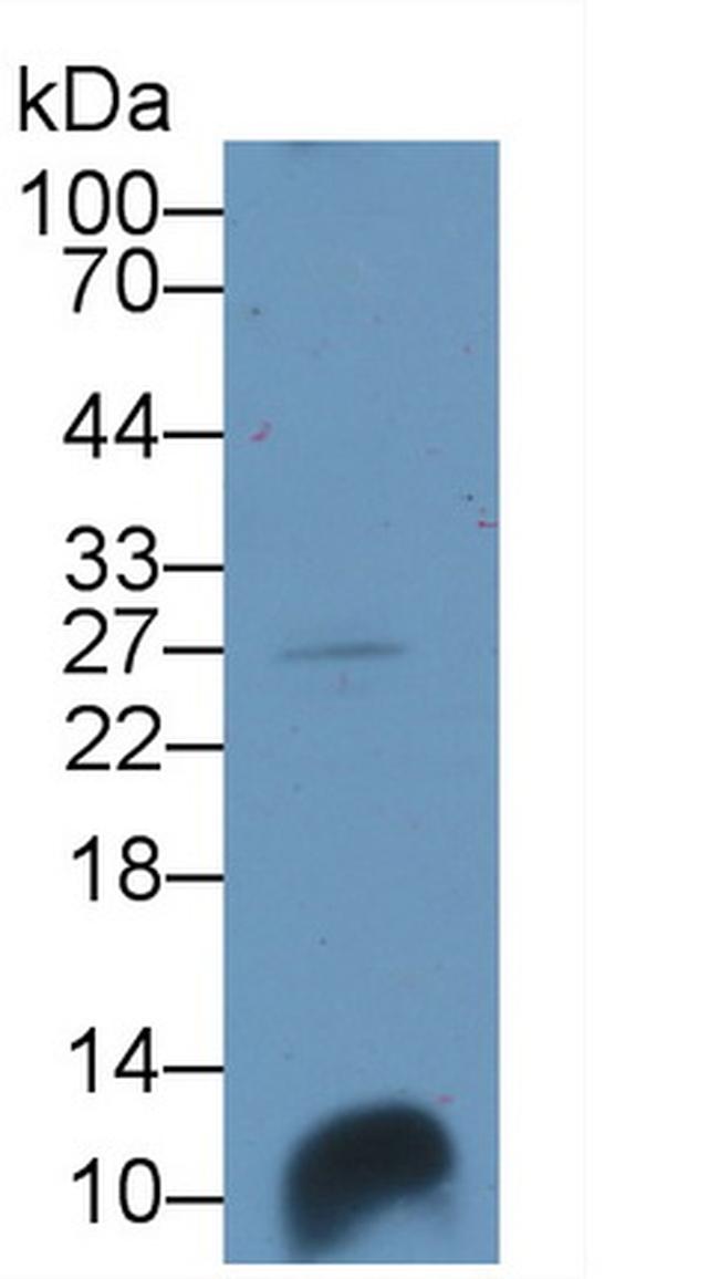HIN-1 Antibody in Western Blot (WB)