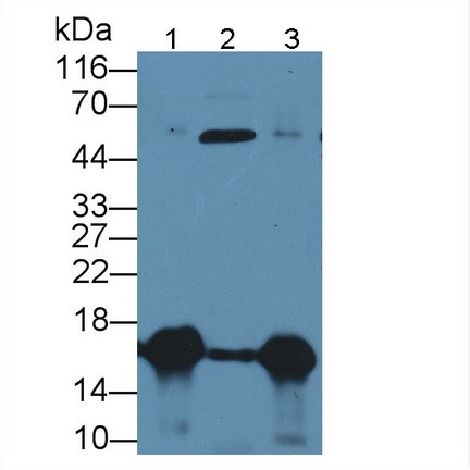 Galectin 7 Antibody in Western Blot (WB)