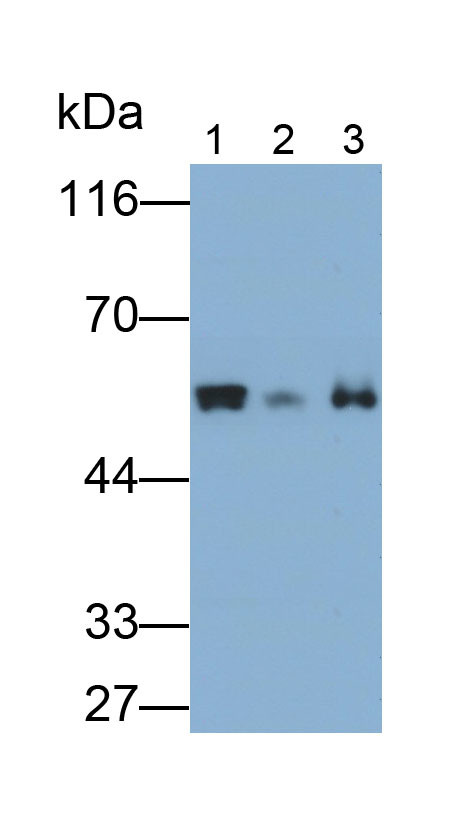 FSCN2 Antibody in Western Blot (WB)