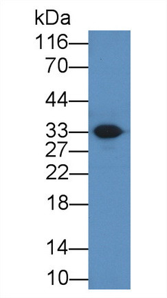 Ficolin 3 Antibody in Western Blot (WB)