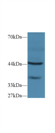 FBRS Antibody in Western Blot (WB)