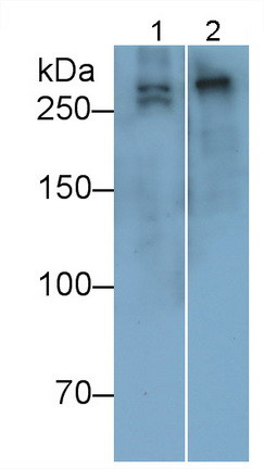 COL7A1 Antibody in Western Blot (WB)