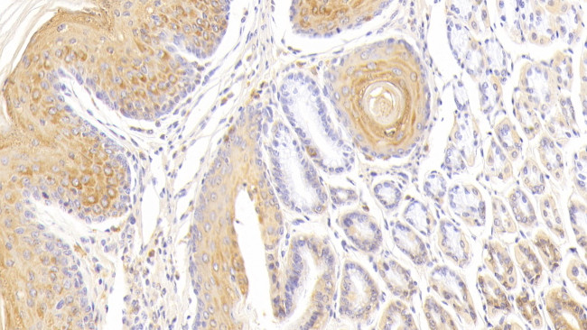 cGAS Antibody in Immunohistochemistry (Paraffin) (IHC (P))