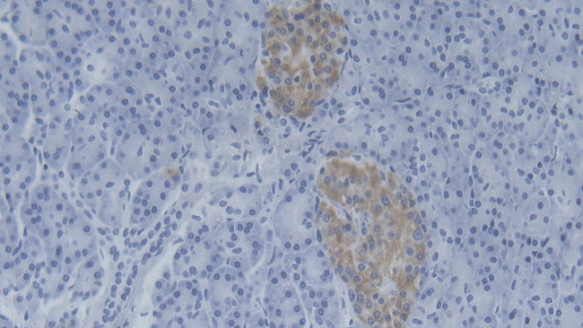 C15orf48 Antibody in Immunohistochemistry (Paraffin) (IHC (P))