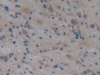 ApoA2 Antibody in Immunohistochemistry (Paraffin) (IHC (P))