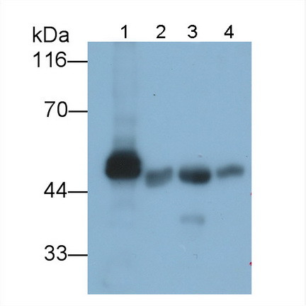 Amylase alpha Antibody in Western Blot (WB)