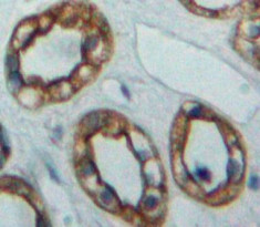 Adenylate Cyclase 5 Antibody in Immunohistochemistry (Paraffin) (IHC (P))