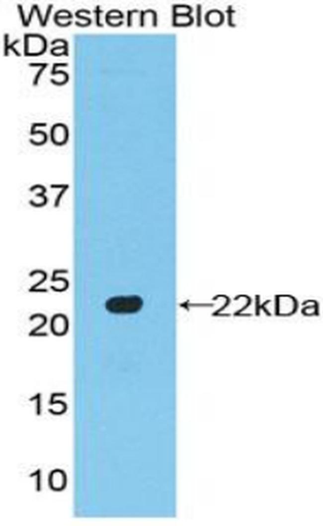 A26C2 Antibody in Western Blot (WB)