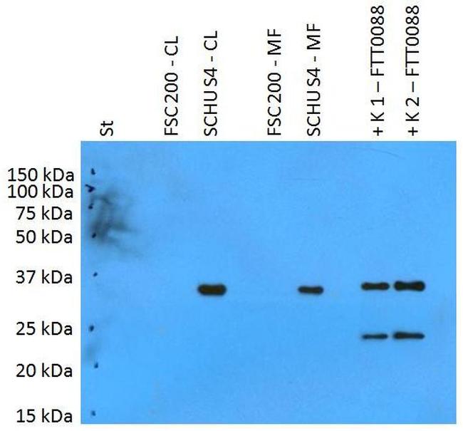 Francisella tularensis subsp. Tularensis pilT Antibody in Western Blot (WB)