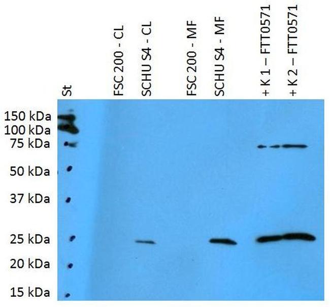 Francisella tularensis subsp. Holarctica FTT0571 Antibody in Western Blot (WB)
