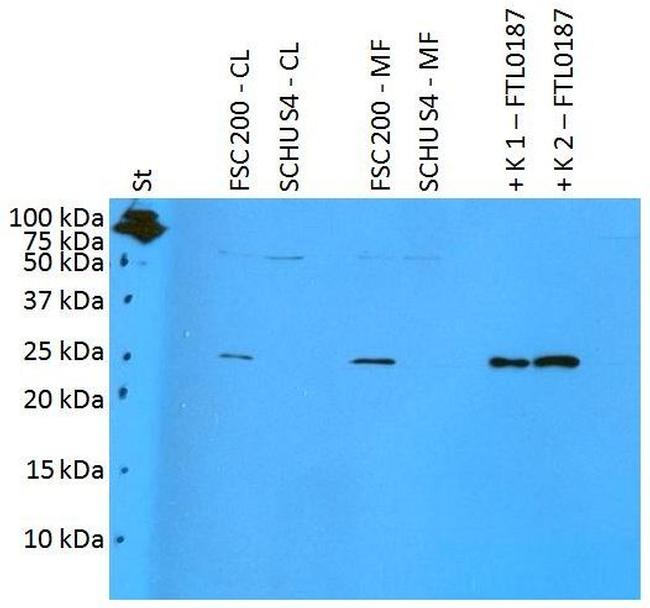 Francisella tularensis subsp. Holarctica FTL0187 Antibody in Western Blot (WB)