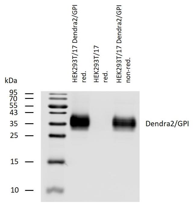 Dendra2 Antibody in Western Blot (WB)