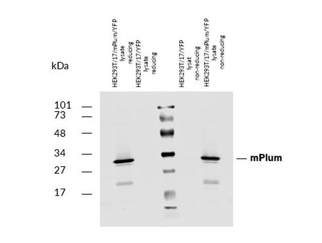 mPlum Antibody in Western Blot (WB)