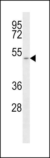 MCT1 Antibody in Western Blot (WB)