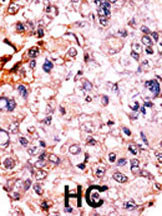 Phospho-p27 Kip1 (Thr187) Antibody in Immunohistochemistry (Paraffin) (IHC (P))