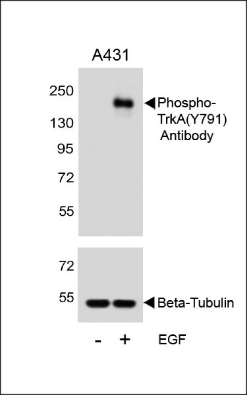 Phospho-TrkA (Tyr791) Antibody in Western Blot (WB)
