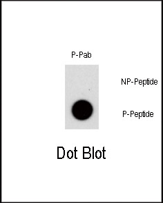 Phospho-NR4A1 (Ser351) Antibody in Dot Blot (DB)