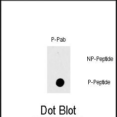 Phospho-c-Raf (Thr269) Antibody in Dot Blot (DB)