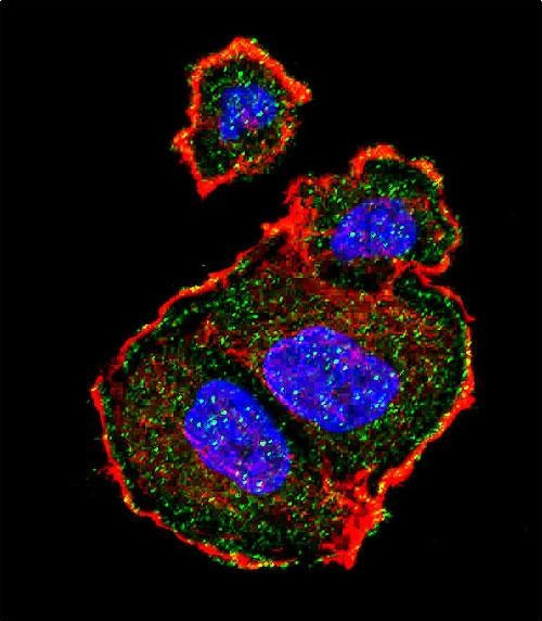 Phospho-TSC2 (Ser939) Antibody in Immunocytochemistry (ICC/IF)
