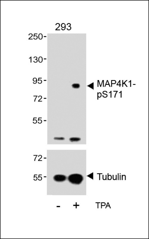 Phospho-HPK1 (Ser171) Antibody in Western Blot (WB)