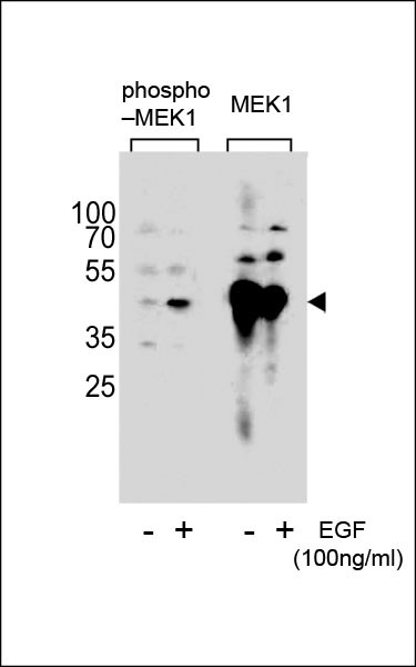 Phospho-MEK1 (Ser222) Antibody in Western Blot (WB)