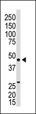 EDG3 Antibody in Western Blot (WB)