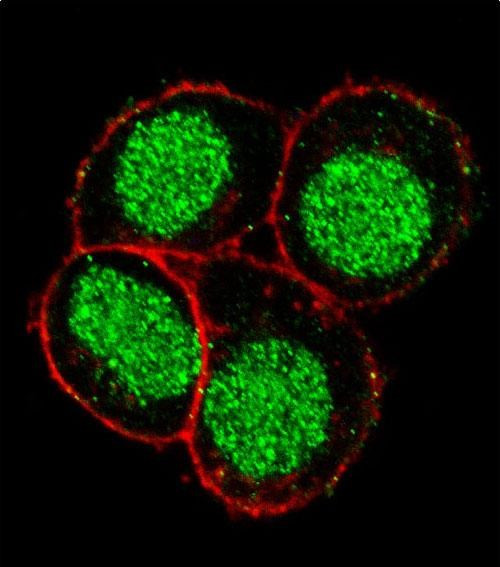 FLI1 Antibody in Immunocytochemistry (ICC/IF)