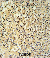 Granzyme B Antibody in Immunohistochemistry (Paraffin) (IHC (P))