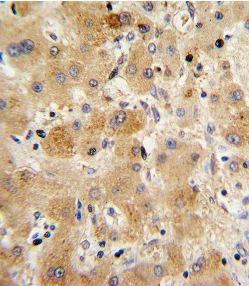 Transthyretin Antibody in Immunohistochemistry (Paraffin) (IHC (P))
