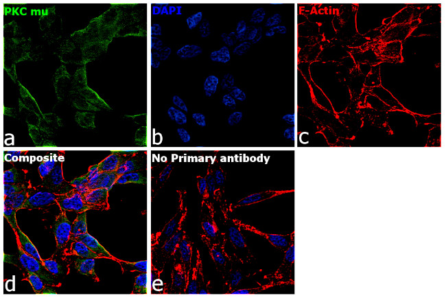 PKC mu Antibody in Immunocytochemistry (ICC/IF)