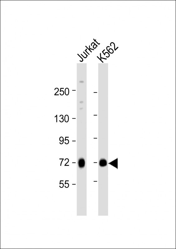 MELK Antibody in Western Blot (WB)