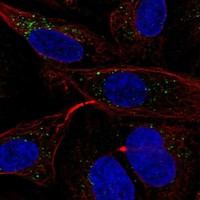 MGRN1 Antibody in Immunocytochemistry (ICC/IF)