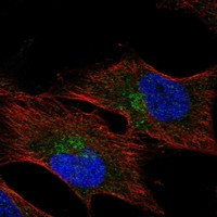 HMCN1 Antibody in Immunocytochemistry (ICC/IF)