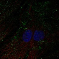 SHROOM4 Antibody in Immunocytochemistry (ICC/IF)