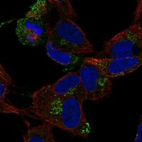 CCDC136 Antibody in Immunocytochemistry (ICC/IF)