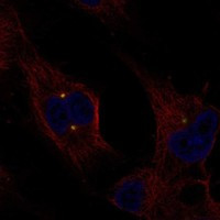 EXTL1 Antibody in Immunocytochemistry (ICC/IF)