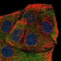 CYB5D2 Antibody in Immunocytochemistry (ICC/IF)