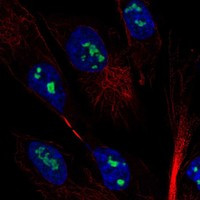 MAGEH1 Antibody in Immunocytochemistry (ICC/IF)