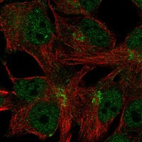 C11orf24 Antibody in Immunocytochemistry (ICC/IF)