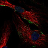 FGD5 Antibody in Immunocytochemistry (ICC/IF)