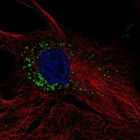 TMEM263 Antibody in Immunocytochemistry (ICC/IF)