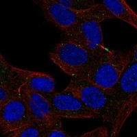 Defensin 5 Antibody in Immunocytochemistry (ICC/IF)